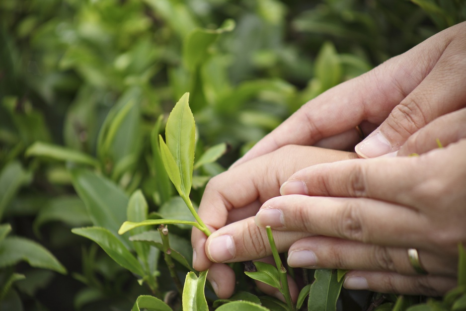 tea leafs