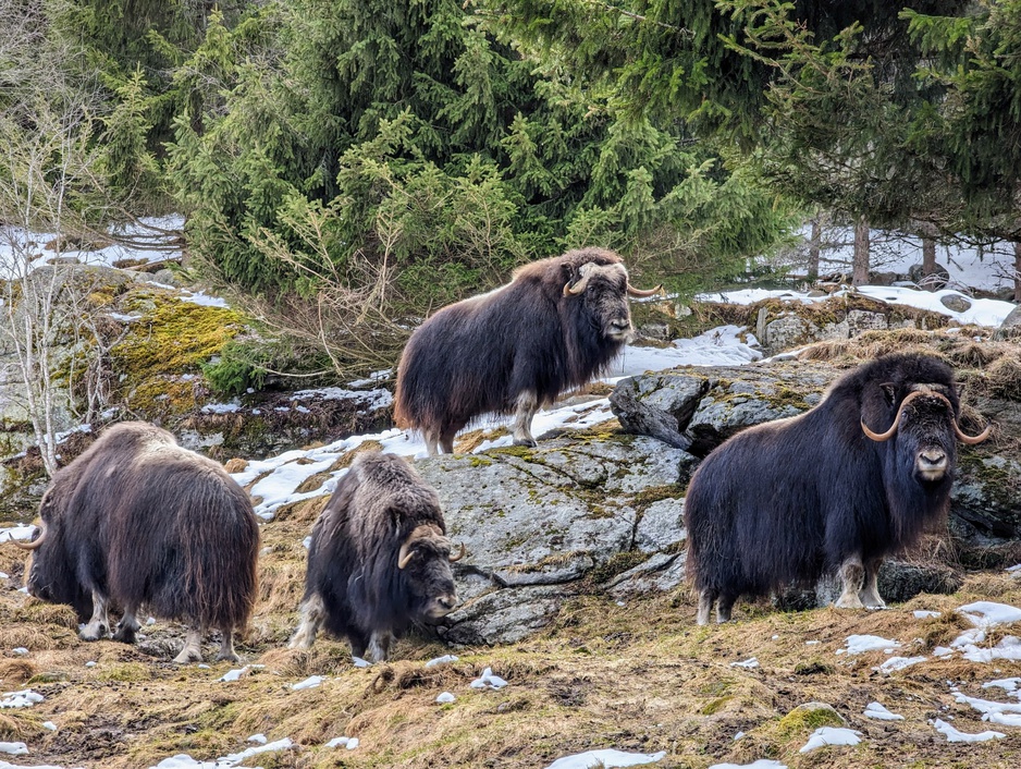 Vildriket-Nordic Wildlife Park Muskox