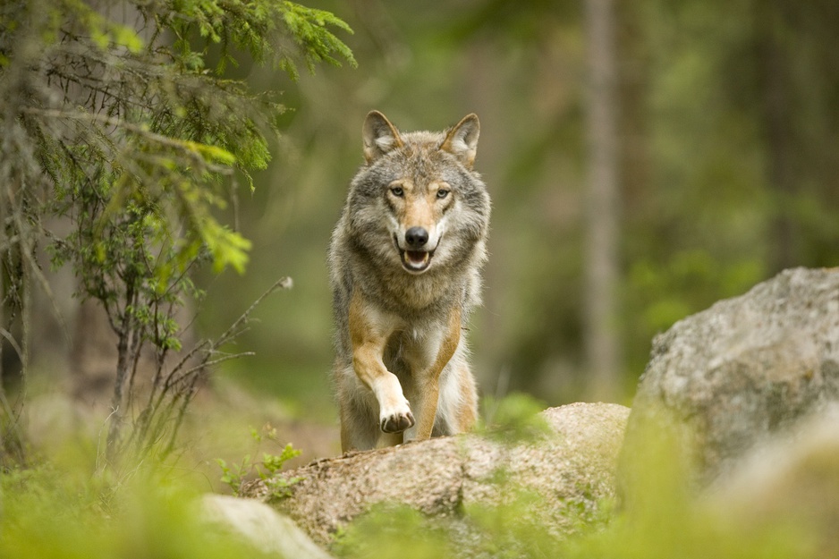 Wolf on the rocks