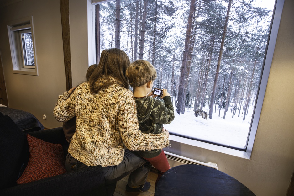 The Wolf Hotel - Wolf Spotting Through the Windows of the Family Room