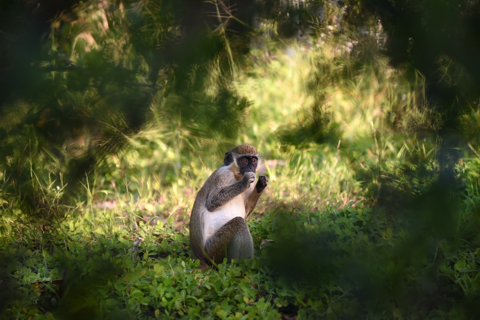 Saint Kitts and Nevis monkey