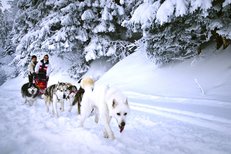 Winter dog sledding