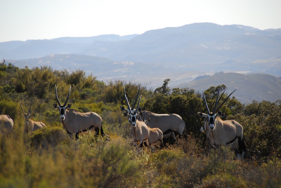 Antelopes in Springbok