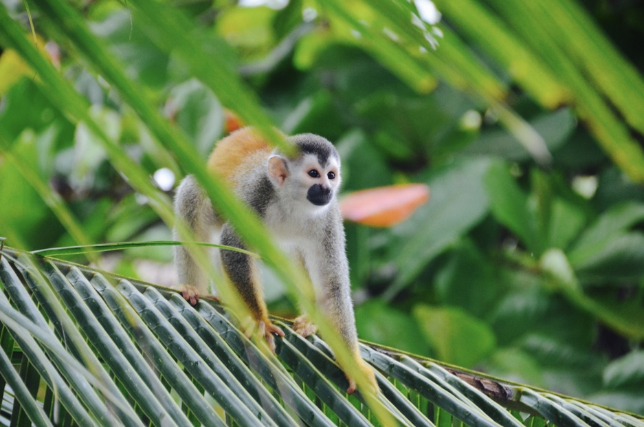 Monkey in Costa Rica