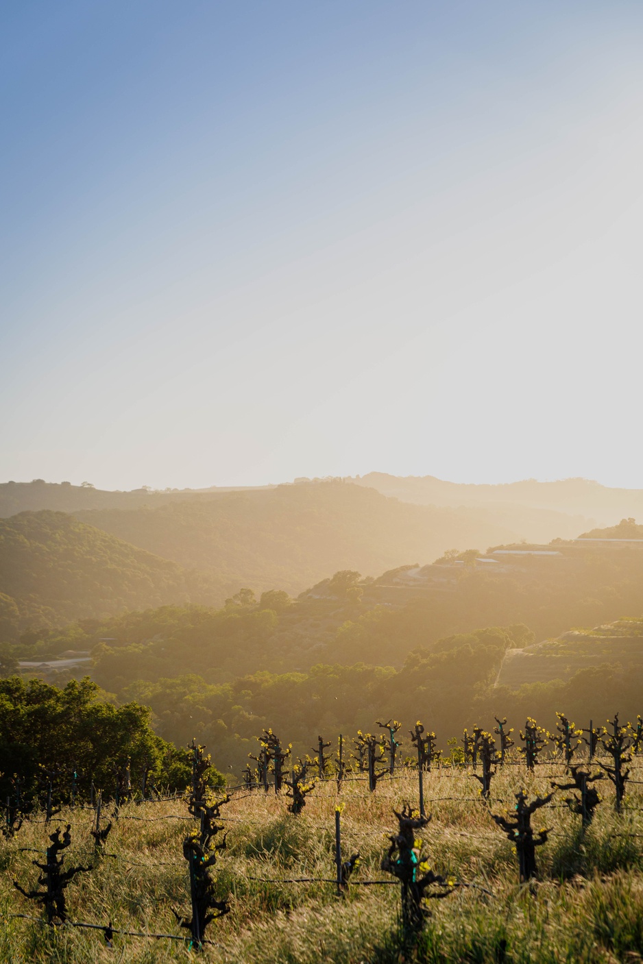 Sweeping Hills Of Paso Robles