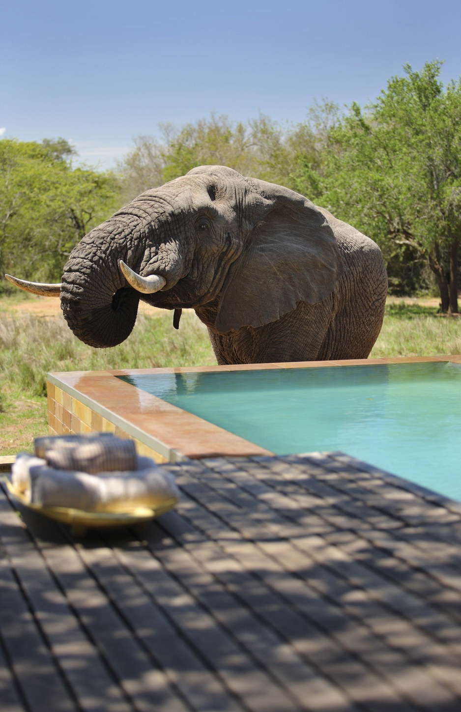 andBeyond Phinda Homestead pool