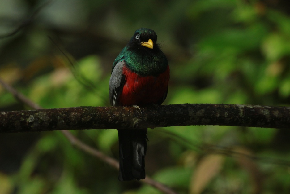 Choco Trogon bird