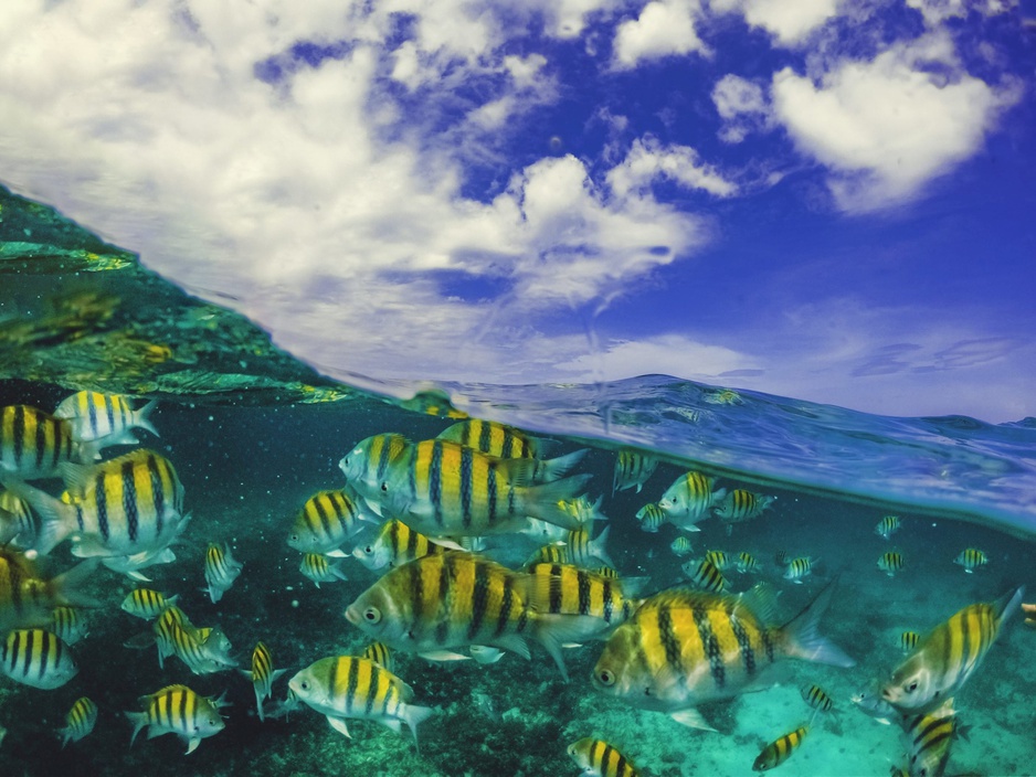 Colorful Fish In The Caribbean Sea In Negril