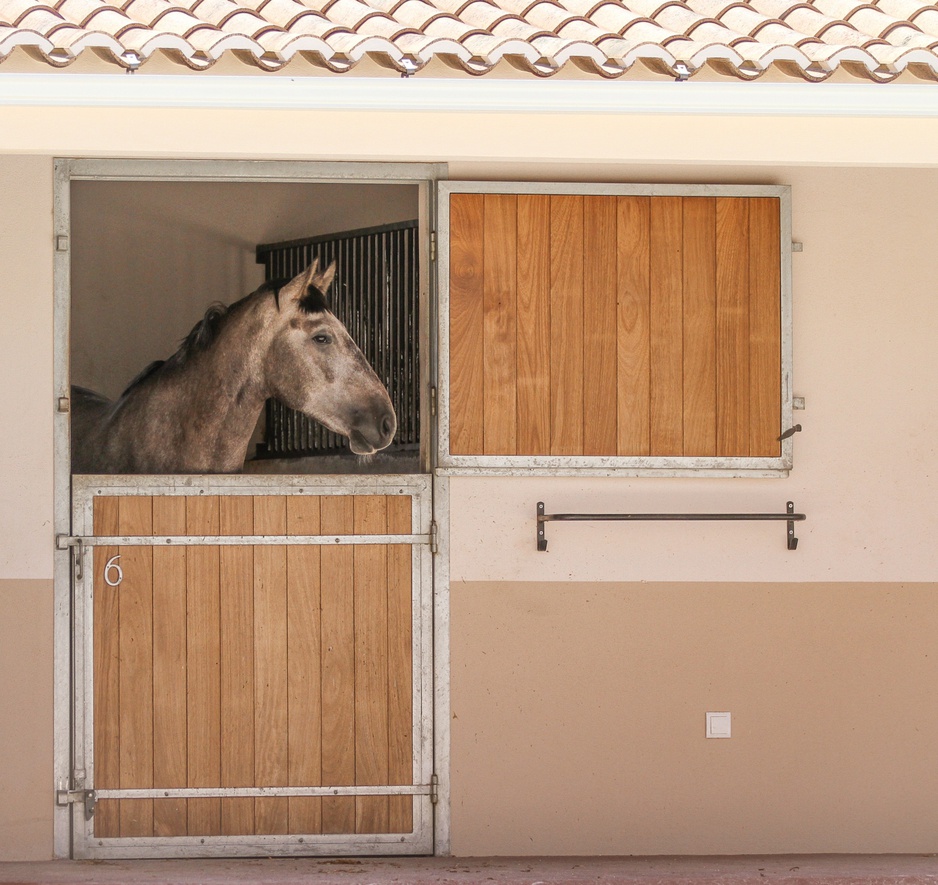 Horse in the stable