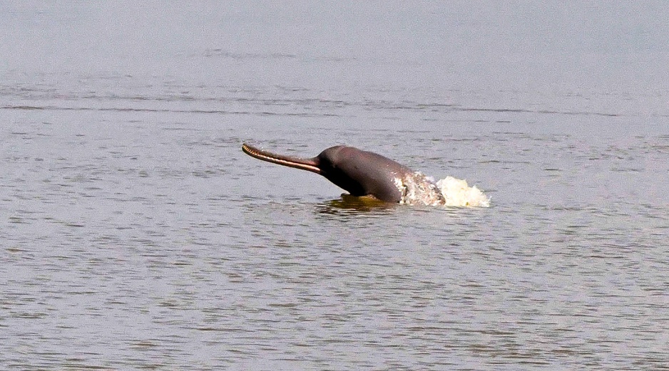 Ganges River Dolphin