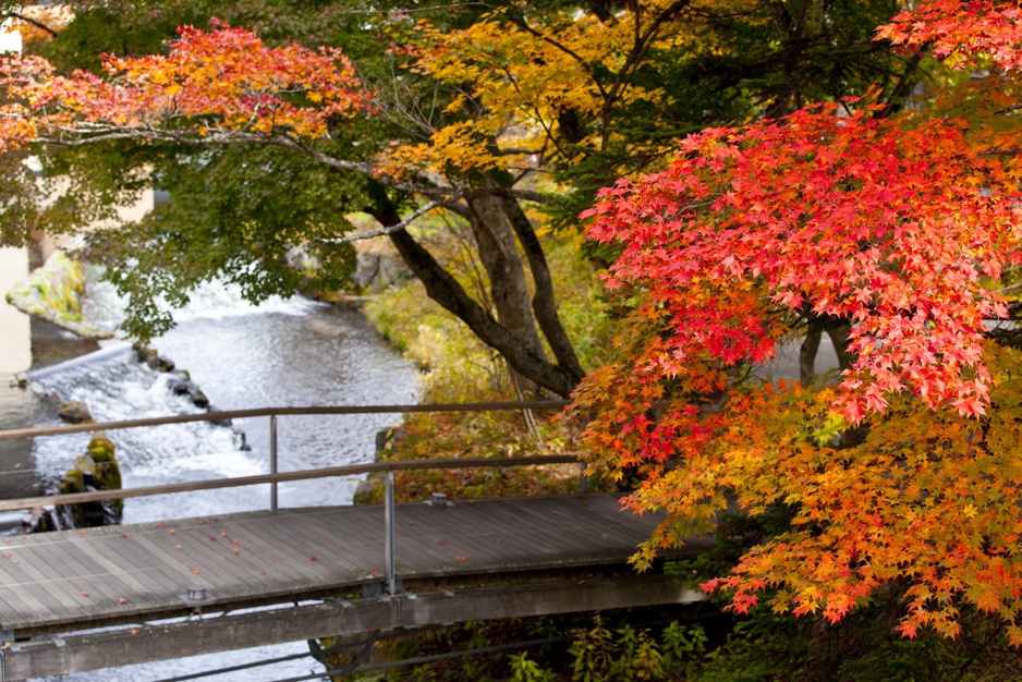 Autumn colors in Japan