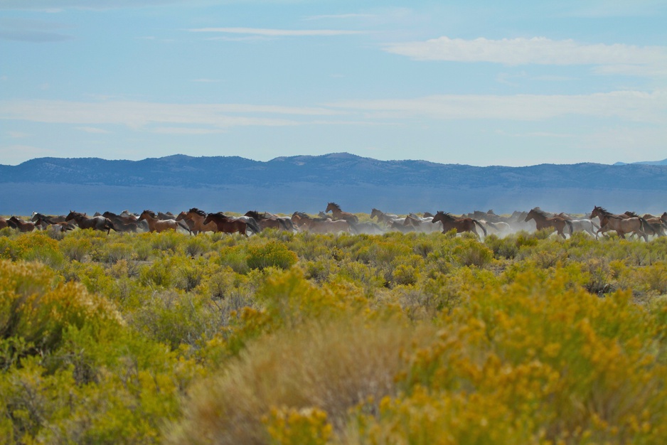 Mustang horses in the wild