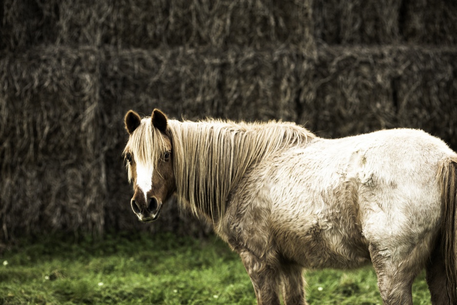 Horse looking at the camera