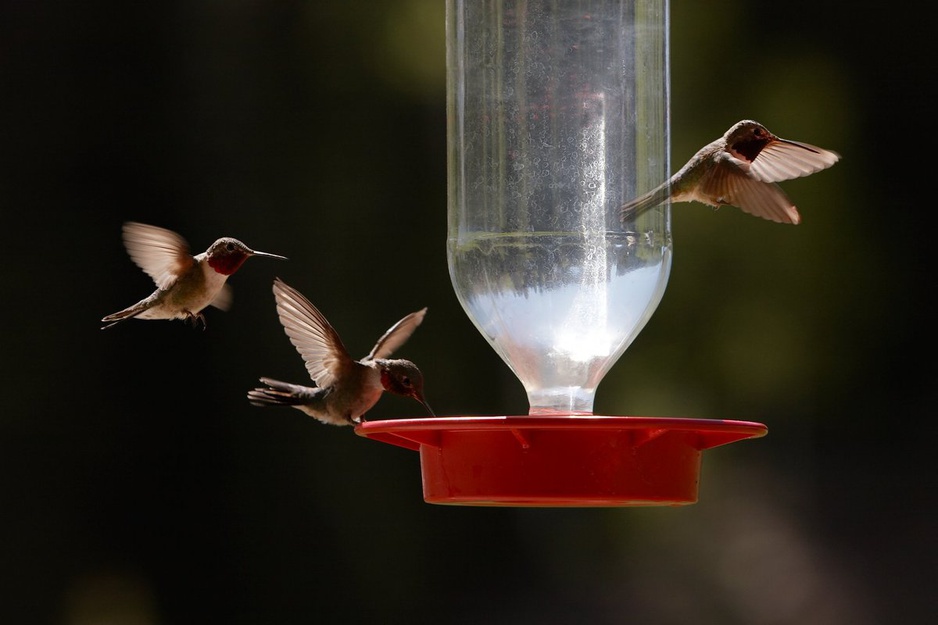 Bird feeding