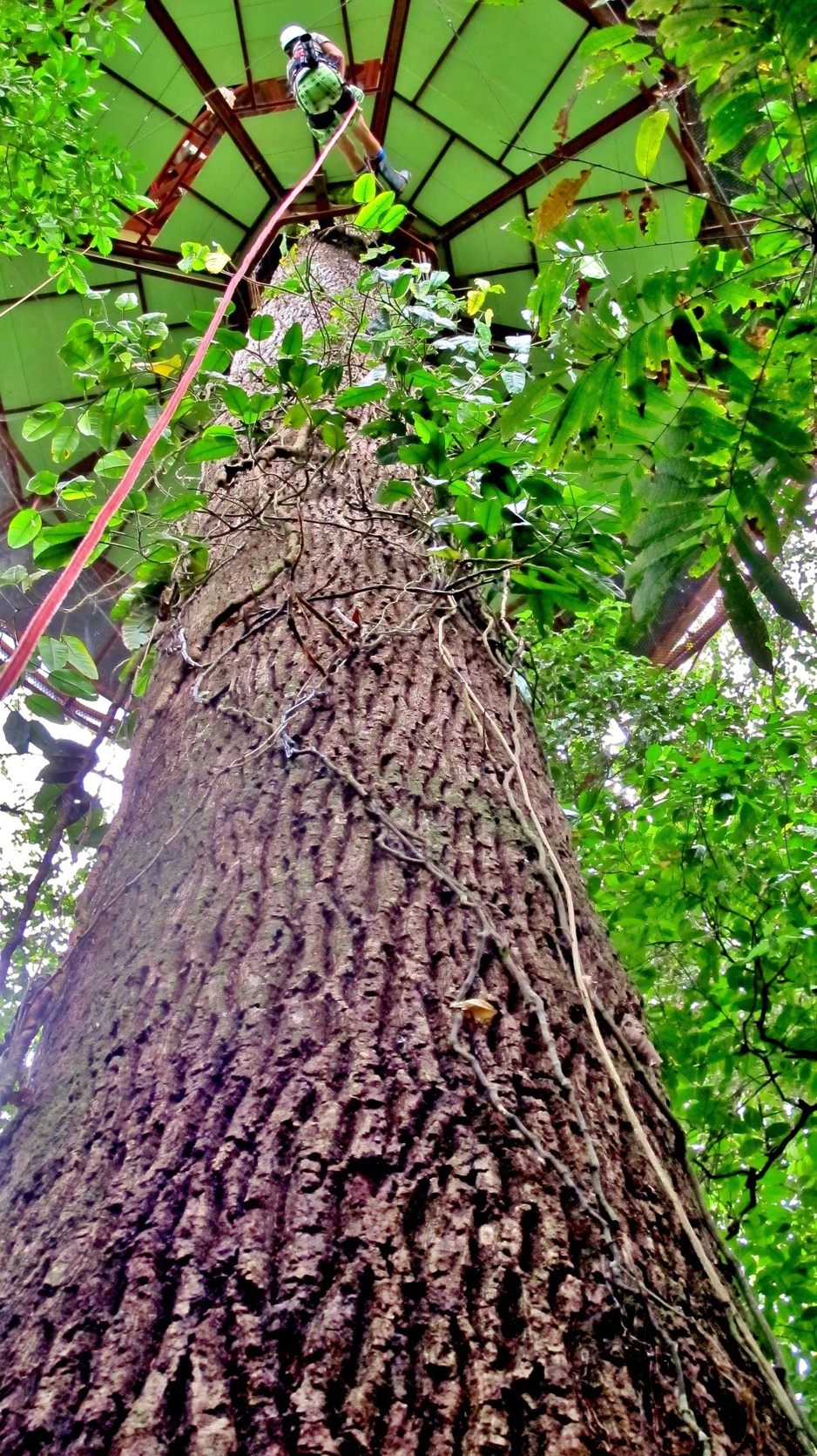 Nature Observatorio Manzanillo climbing