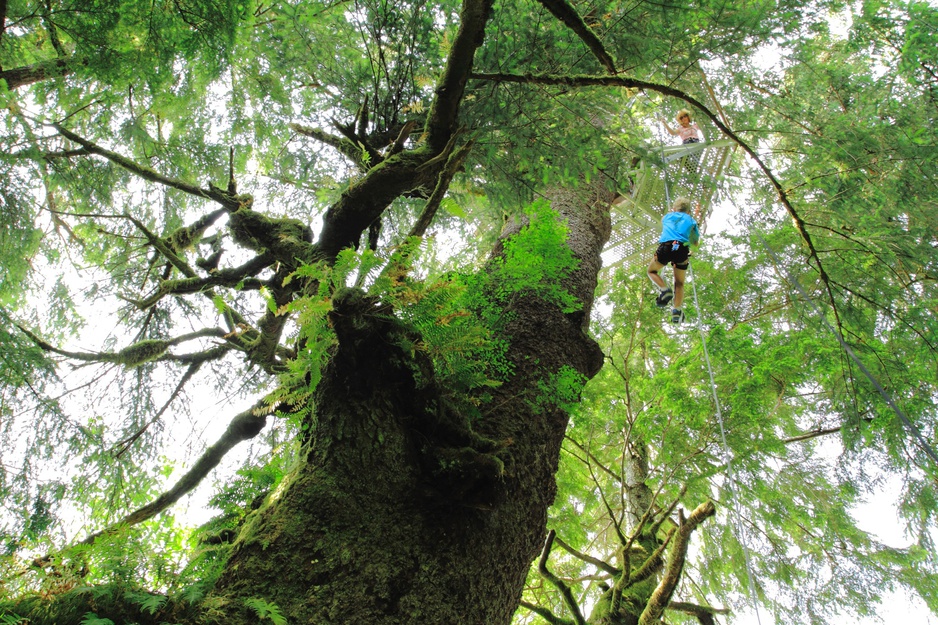 250 Year Old Sitka Spruce Tree Platform