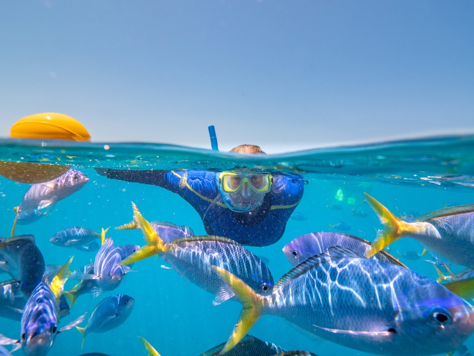 Hard Reef Snorkeling With Fish