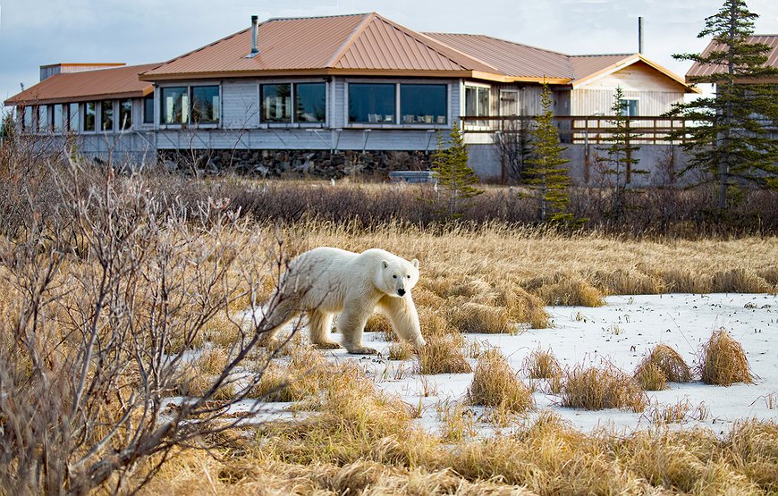 Nanuk Polar Bear Lodge - Walking with Polar Bears at the Edge of the World
