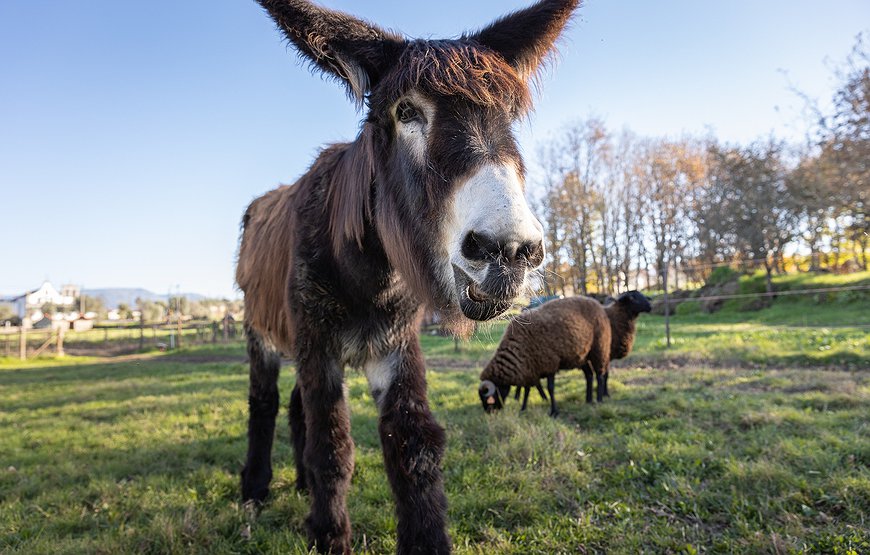 Chão do Rio - Finding Fairy Tales in Portugal's Forgotten Villages