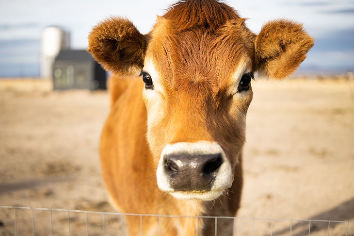 Dolly the Cow