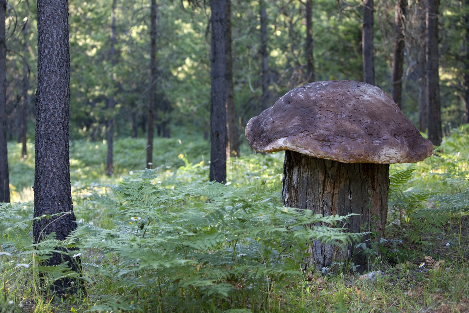 Самый большой гриб в штате Орегон