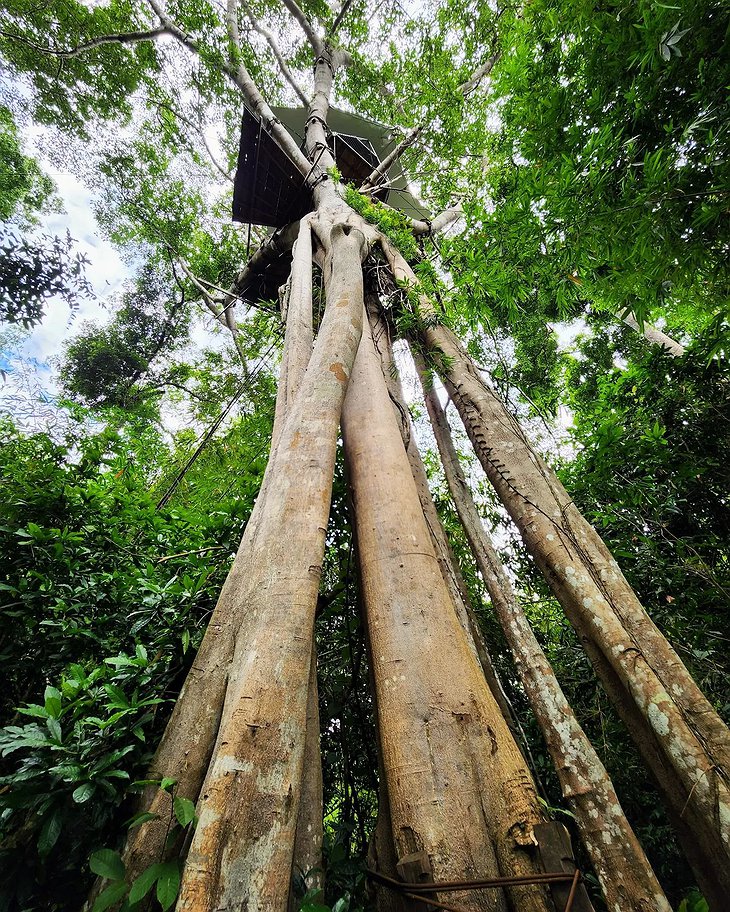 World's Highest Treehouse