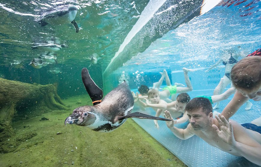 Spreewelten Hotel - Swimming with Penguins: Inside Germany's Most Unusual Family Hotel