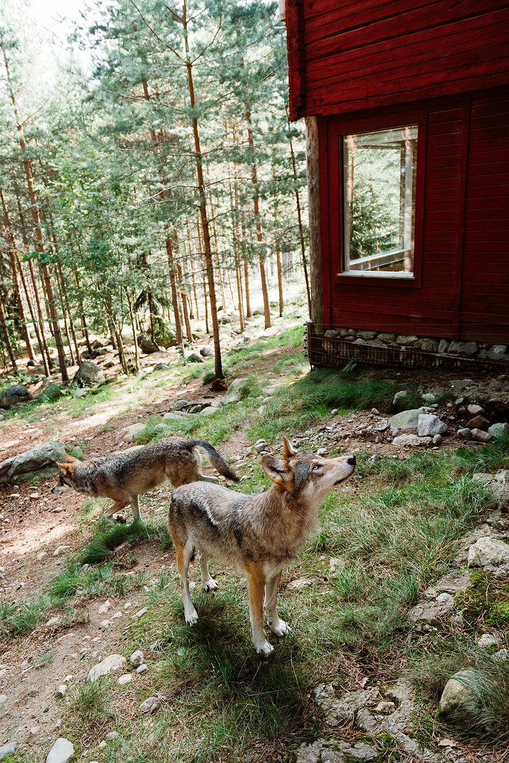 Wolf in front of the Wolf Hotel