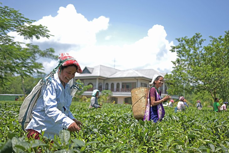 Kanchanjuri Tea Estate Plantation