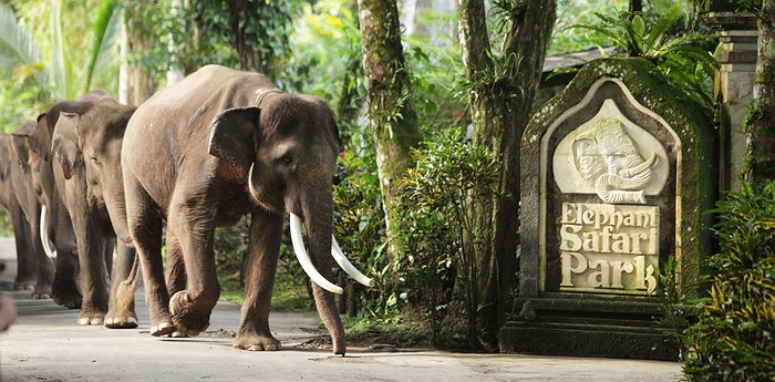 Mason Elephant Park And Lodge - Elephant Sanctuary