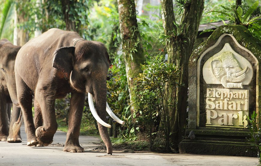 Mason Elephant Park And Lodge - Elephant Sanctuary