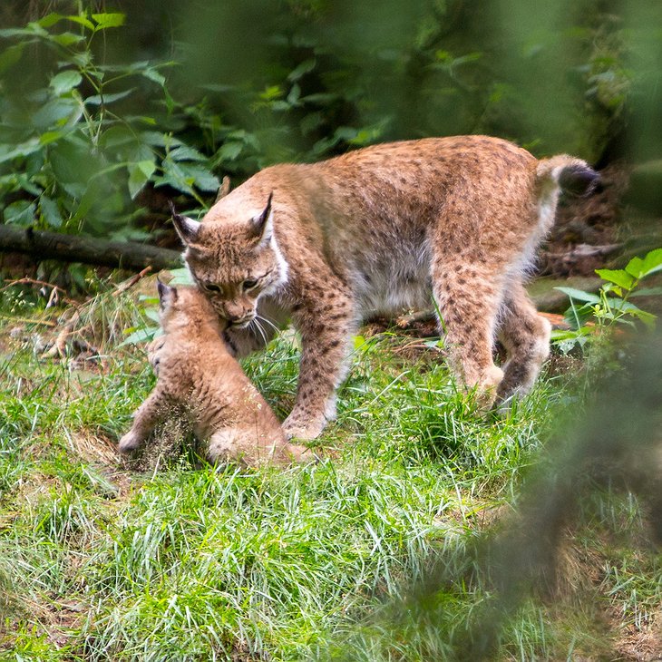 Vildriket-Nordic Wildlife Park Lynx Mom and Kitten