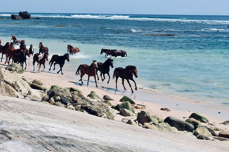 Horses in Sumba