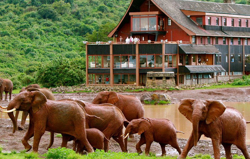 The Ark Kenya - Wildlife Spotting From Your Balcony In The Aberdare National Park