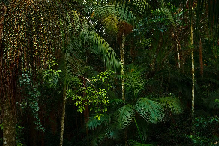 Iguazu Jungle