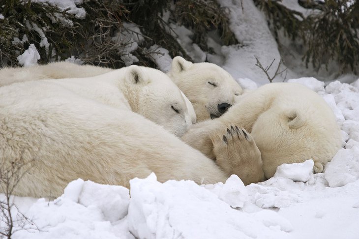 Sleeping Polar Bears