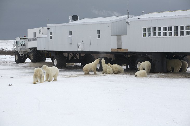 Polar Bears Around the Tundra Buggy Lodge