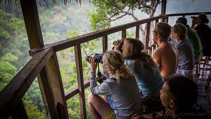 Gibbon Experience Treehouse Observation Deck