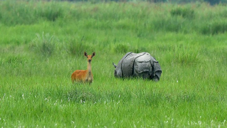 Kaziranga National Park Indian Rhinoceros