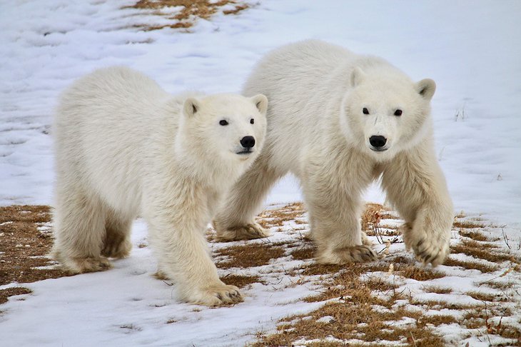 Churchill Polar Bears